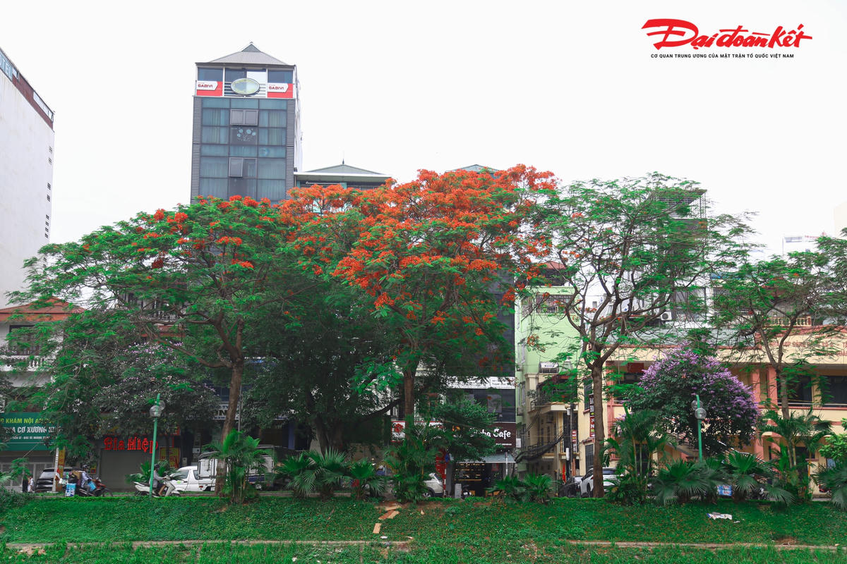 Tại dọc bờ sông Tô Lịch những cây phượng vĩ được trồng đều tăm tắp tạo nên cảnh quan đẹp khi vào mùa nở hoa.  