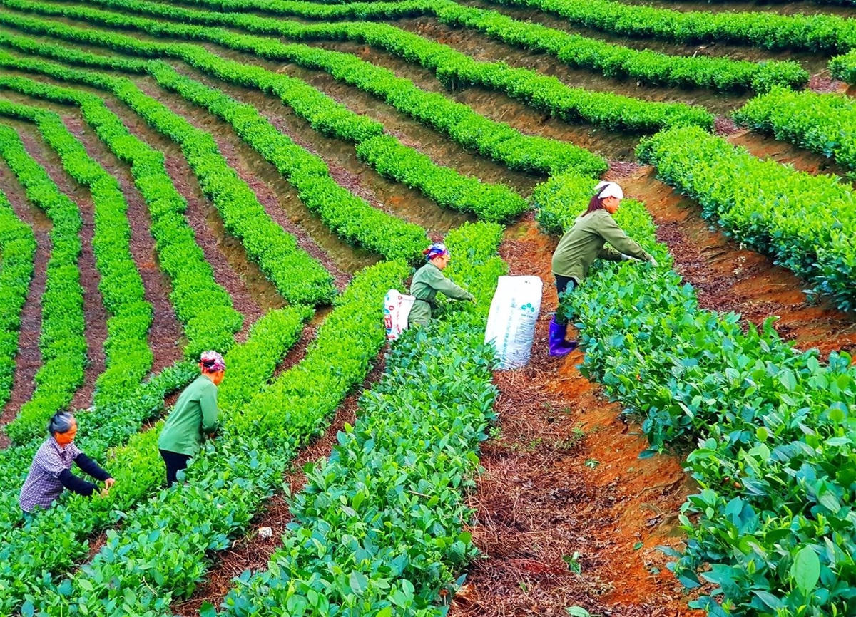 Các cấp chính quyền tỉnh Bắc Kạn luôn quan tâm, hỗ trợ đồng bào dân tộc thiểu số phát triển kinh tế, thoát nghèo bền vững. Ảnh: Lê Thắng.