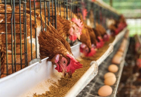 Đảm bảo vùng chăn nuôi an toàn là chìa khóa đẩy mạnh xuất khẩu.