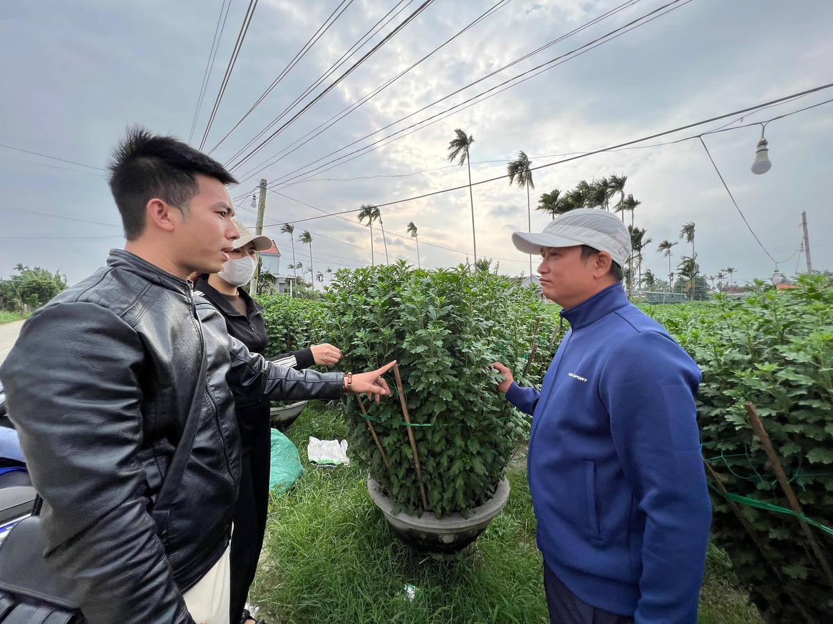 Thương lái đến hỏi mua hoa cúc ở huyện Tư Nghĩa.