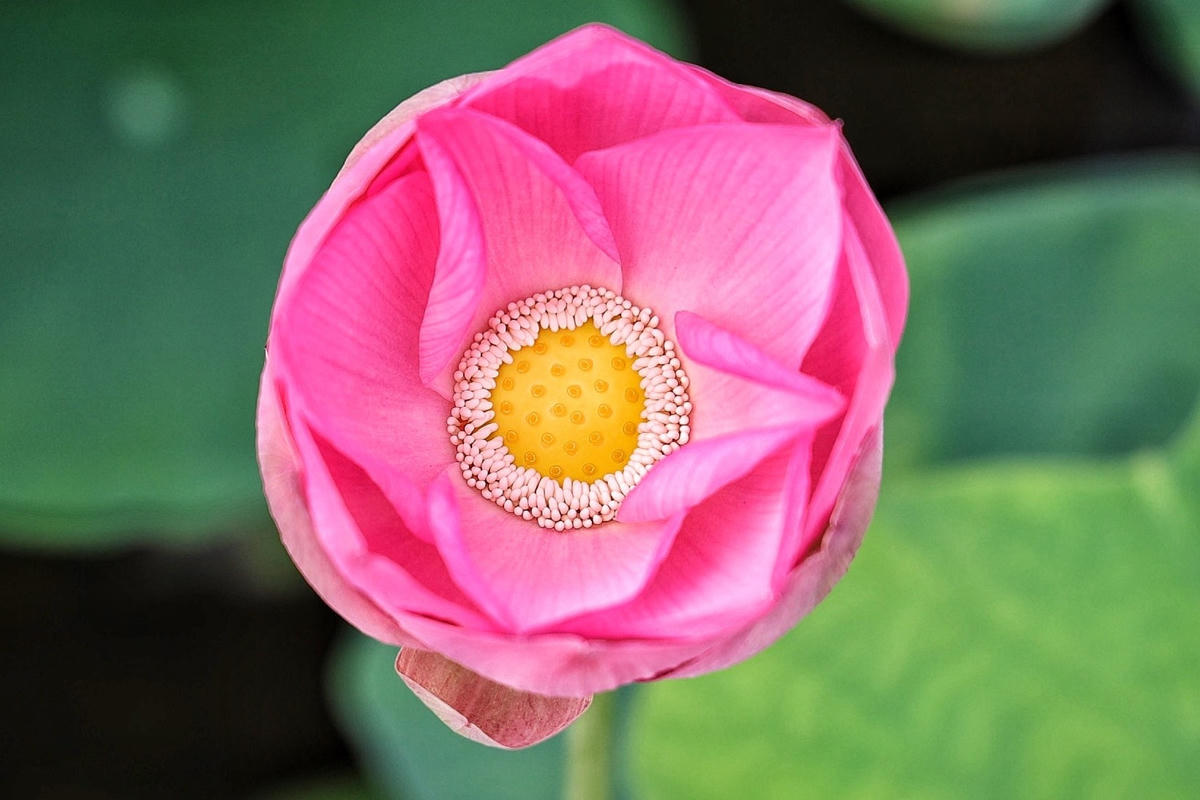 Từng đóa sen với những sắc hồng, trắng trở nên nổi bật, làm sáng bừng cả không gian.