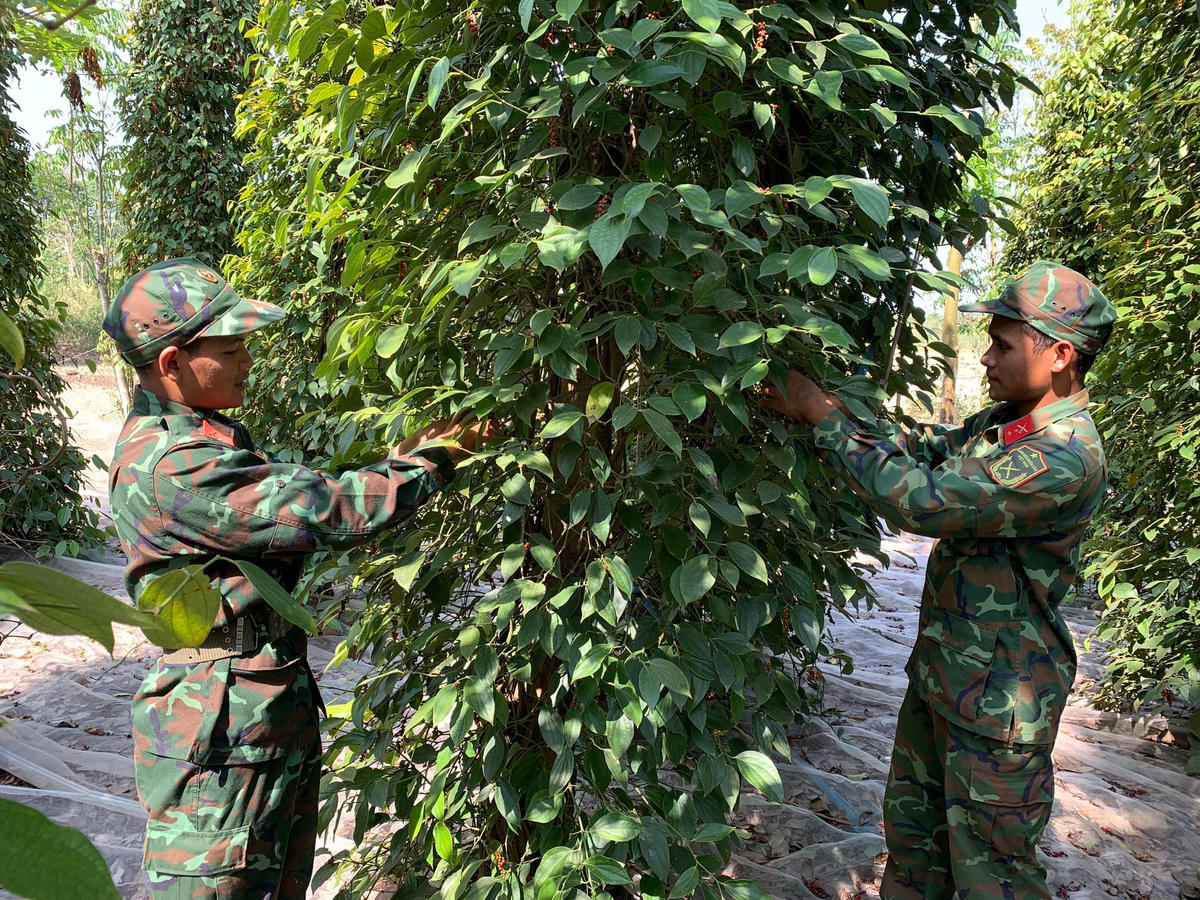 Niềm vui trên gương mặc chiến sĩ trẻ trong lúc thu hoạch hồ tiêu. (Ảnh: T.Bình).