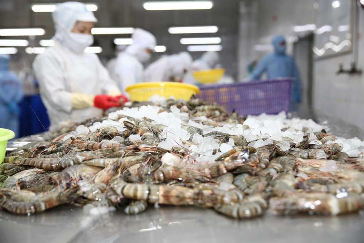 Xuất khẩu tôm đang phục hồi tích cực. Ảnh: Xuân An.