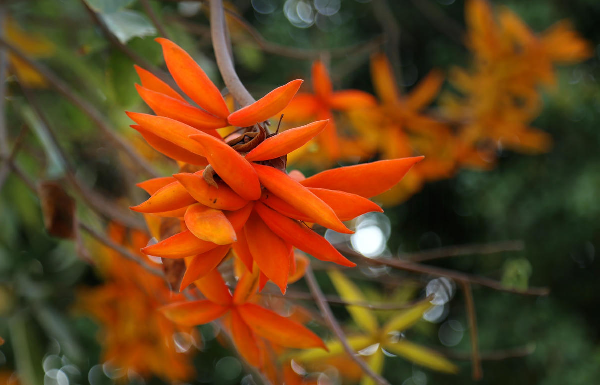 Quả sang kết thành chùm, đang mùa trổ quả rồi chuyển chín, tách hạt, cây sang thật ấn tượng với đủ sắc màu.