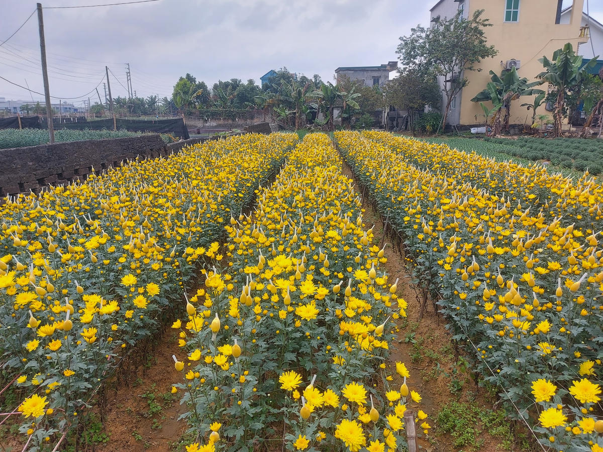 Làng hoa này nằm ở ven đô TP Ninh Bình, được hình thành trên cánh đồng có diện tích gần 200 ha với các loài hoa thế mạnh là cúc vàng đông, cúc trắng, đồng tiền, violet, hoa huệ, hoa hồng...
