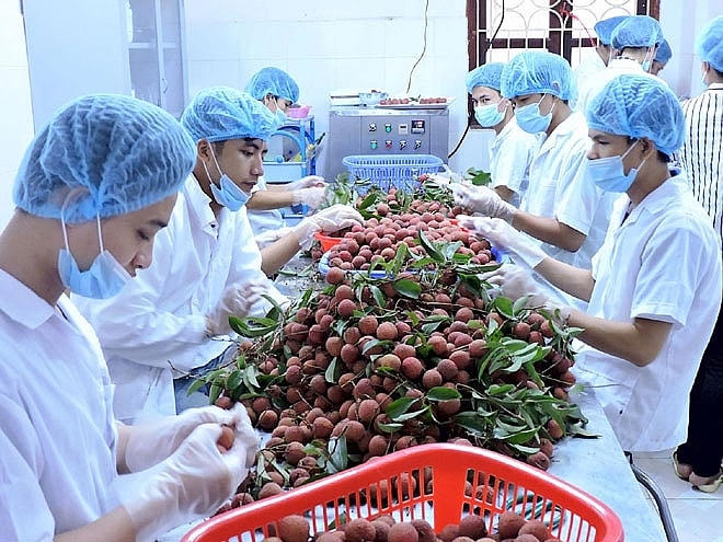 Vải đã mở cửa được thị trường Nhật Bản.
