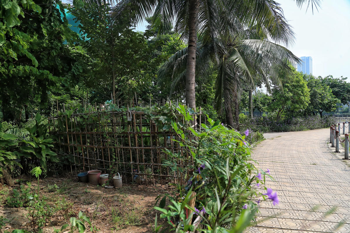 Các giàn cây cũng được người dân lắp đặt để trồng cây gây mất mỹ quan.