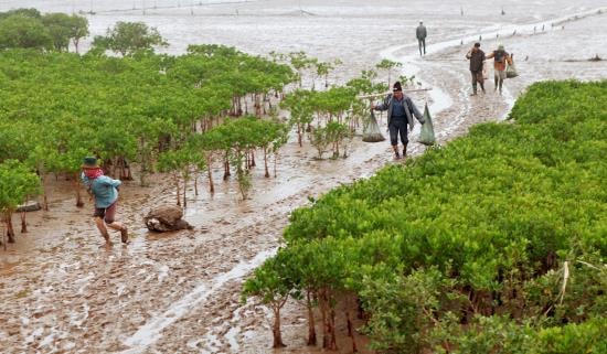 Hoạt động mưu sinh của người dân địa phương ở Vườn quốc gia Xuân Thủy.