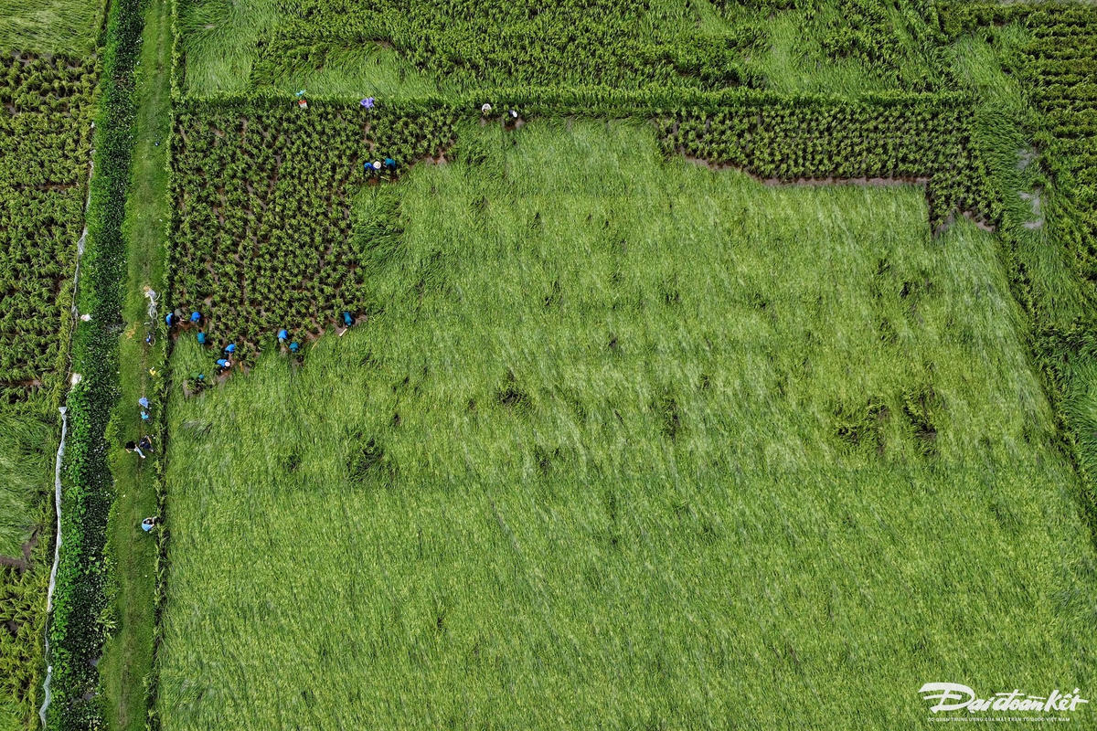 dung_lua-le-khanh1.jpg