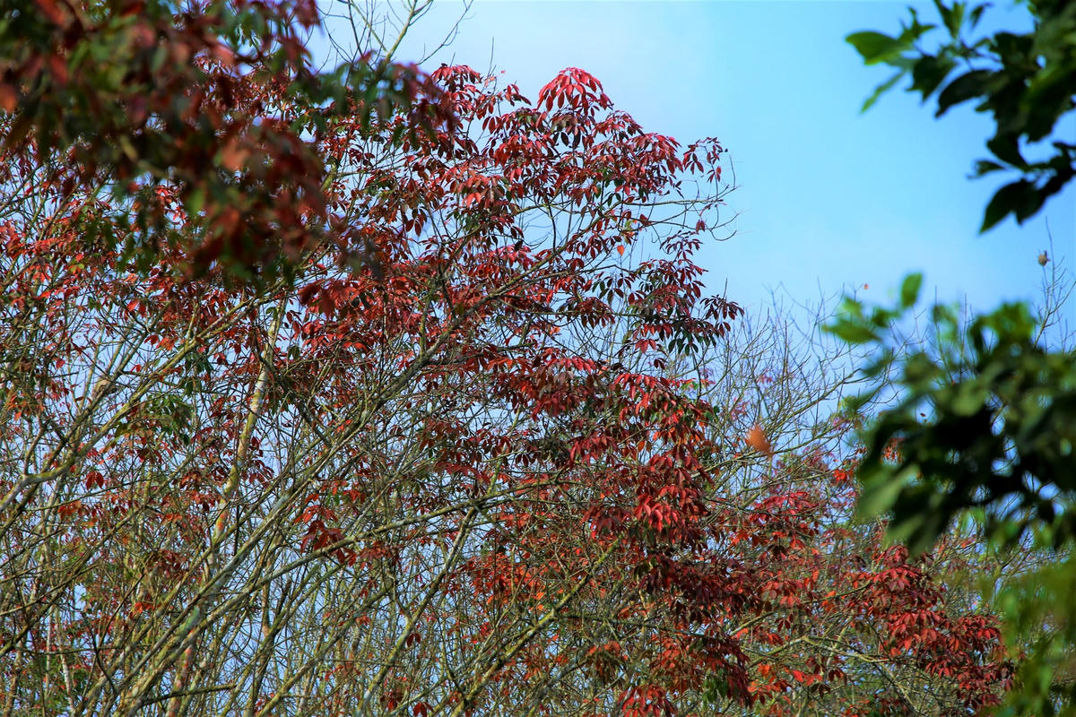 Mê mẩn rừng cao su ở miền núi Hà Tĩnh vào mùa thay lá