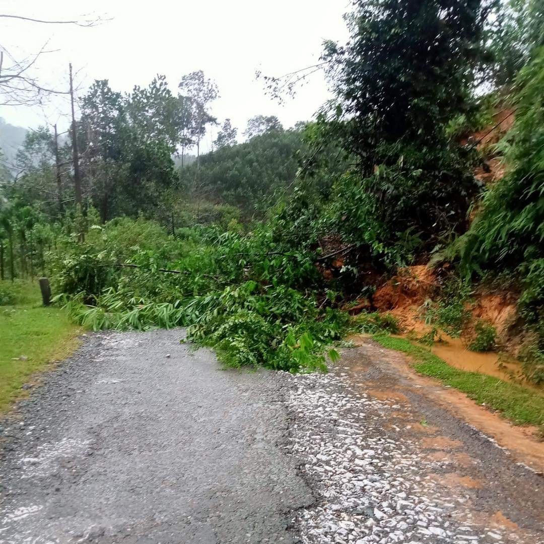 Cây cối gãy đổ ở huyện Thường Xuân.