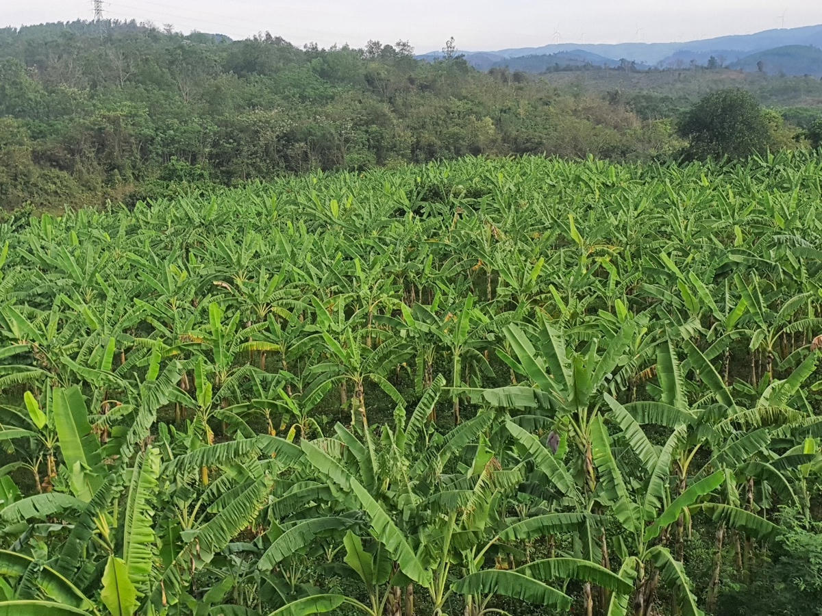Loài chuối này có khả năng chống chịu cả hạn hán lẫn ngập lụt và có thể trồng được quanh năm.