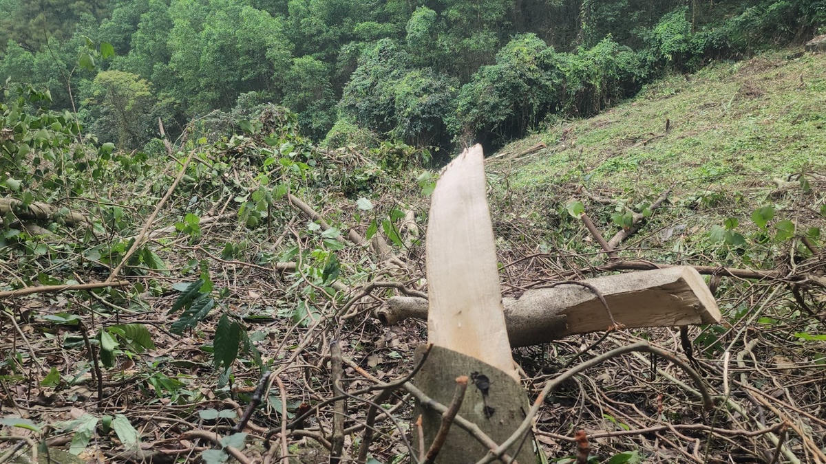 Sau khi phát quang cả cây lớn lẫn cây nhỏ, một diện tích lớn đất rừng trơ trọi.