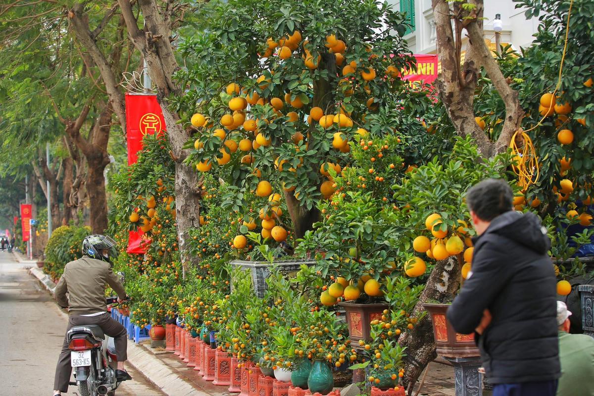 Giá cả dao dộng từ vài triệu đồng đến vài chục triệu đồng, thậm chí có cây lên tới cả trăm triệu đồng như trên.