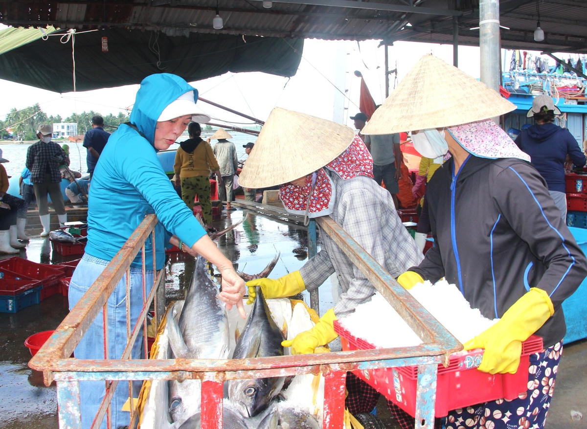 Thương lái thu mua cá ngừ tại cảng cá Tam Quang.