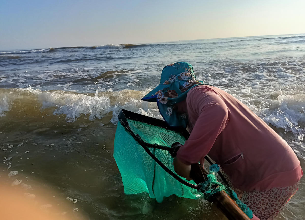 Nghề cào ốc gạo giúp người dân kiếm bộn tiền.