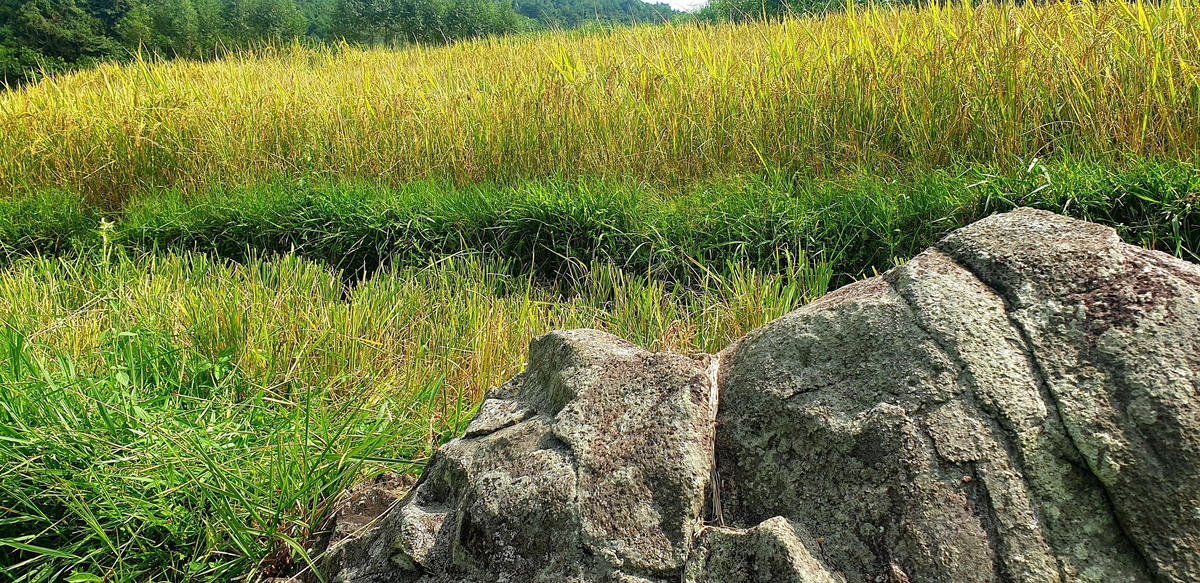 Lúa cấy chen đá mồ côi.