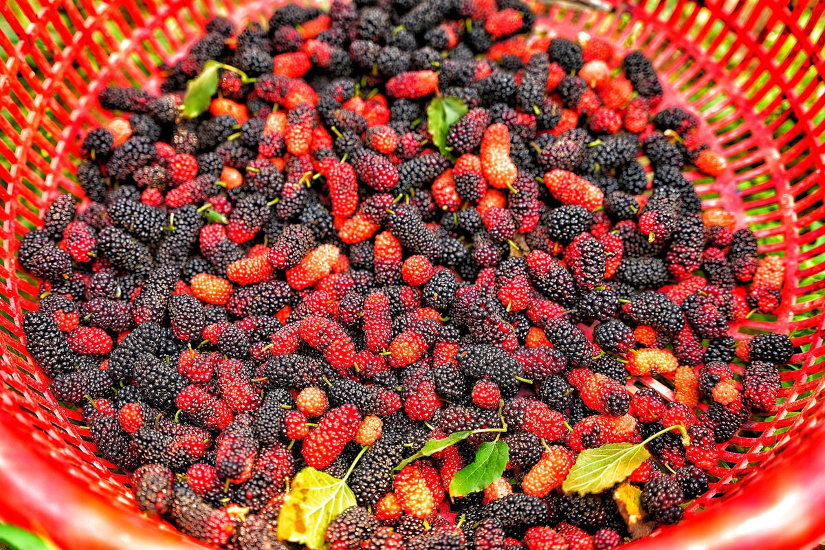 Theo bà Xoan, việc hái quả dâu mất khá nhiều thời gian, trung bình một người chỉ hái được 20-30 kg mỗi ngày.