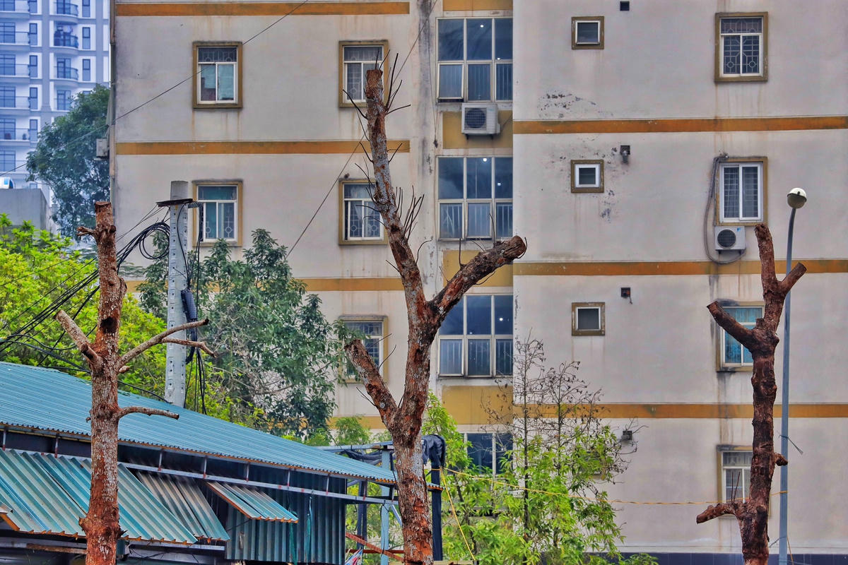 Dù đã được trồng suốt vài tháng qua nhưng những cây xanh này đều trơ trụi.