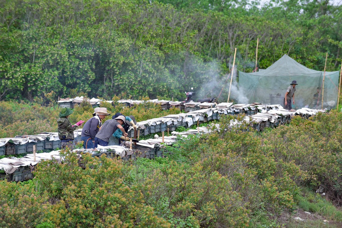 Nuôi ong dưới tán rừng sú vẹt.