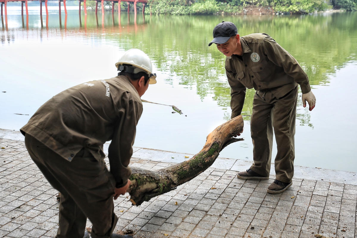 Khu vực hồ Hoàn Kiếm có khoảng 40 cây sưa đỏ. Cây sưa đỏ thuộc nhóm 1A trong sách đỏ Việt Nam và cấm khai thác dưới mục đích thương mại từ năm 1994.