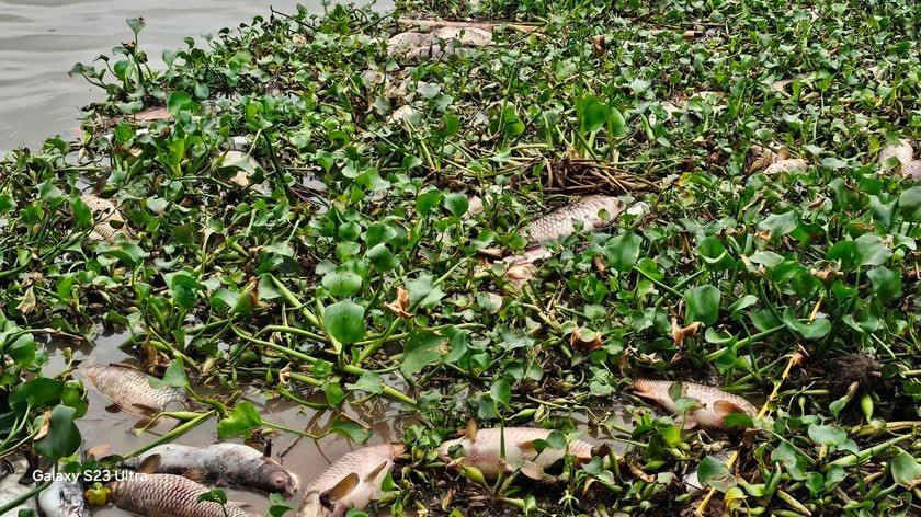 Hiện tượng cá lồng chết tập trung nhiều ở xã Tiền Tiến, TP Hải Dương.