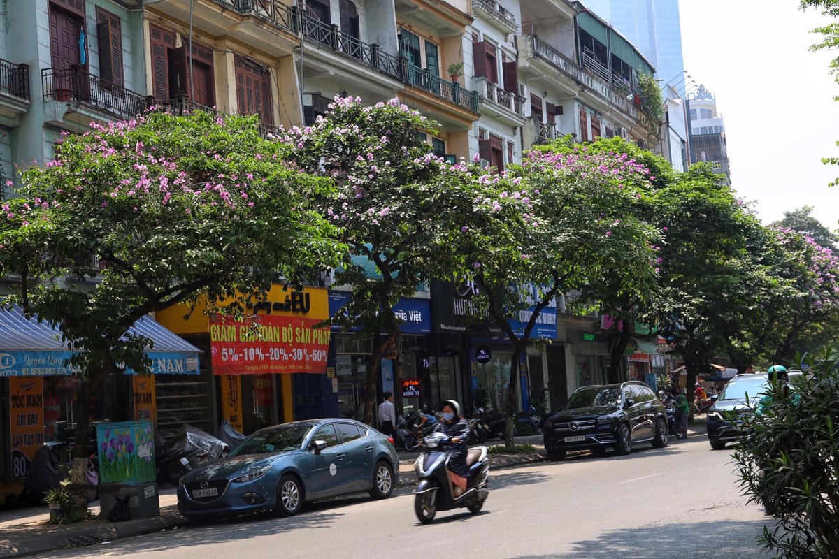 Nhằm báo hiệu mùa hè tới, cứ mỗi độ tháng 5 về, hoa bằng lăng tím lại bắt đầu nở rộ trên nhiều tuyến đường Hà Nội.
