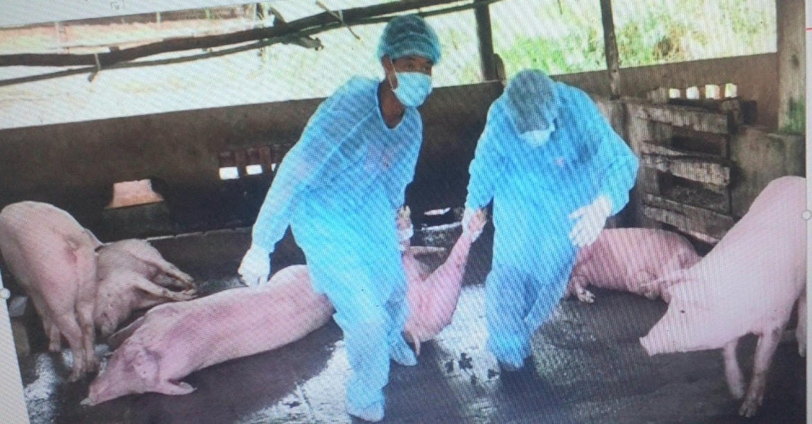 Lợn nhiễm bệnh dịch tả lợn châu Phi mang đi tiêu hủy.