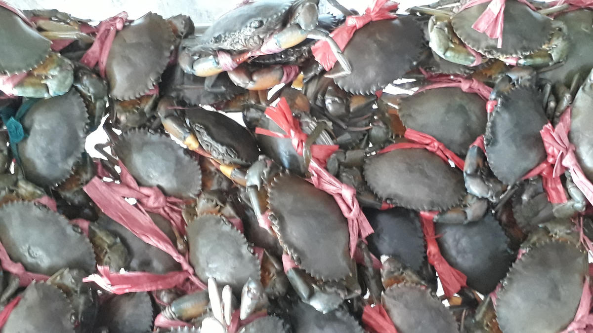 Cua biển Cà Mau.
