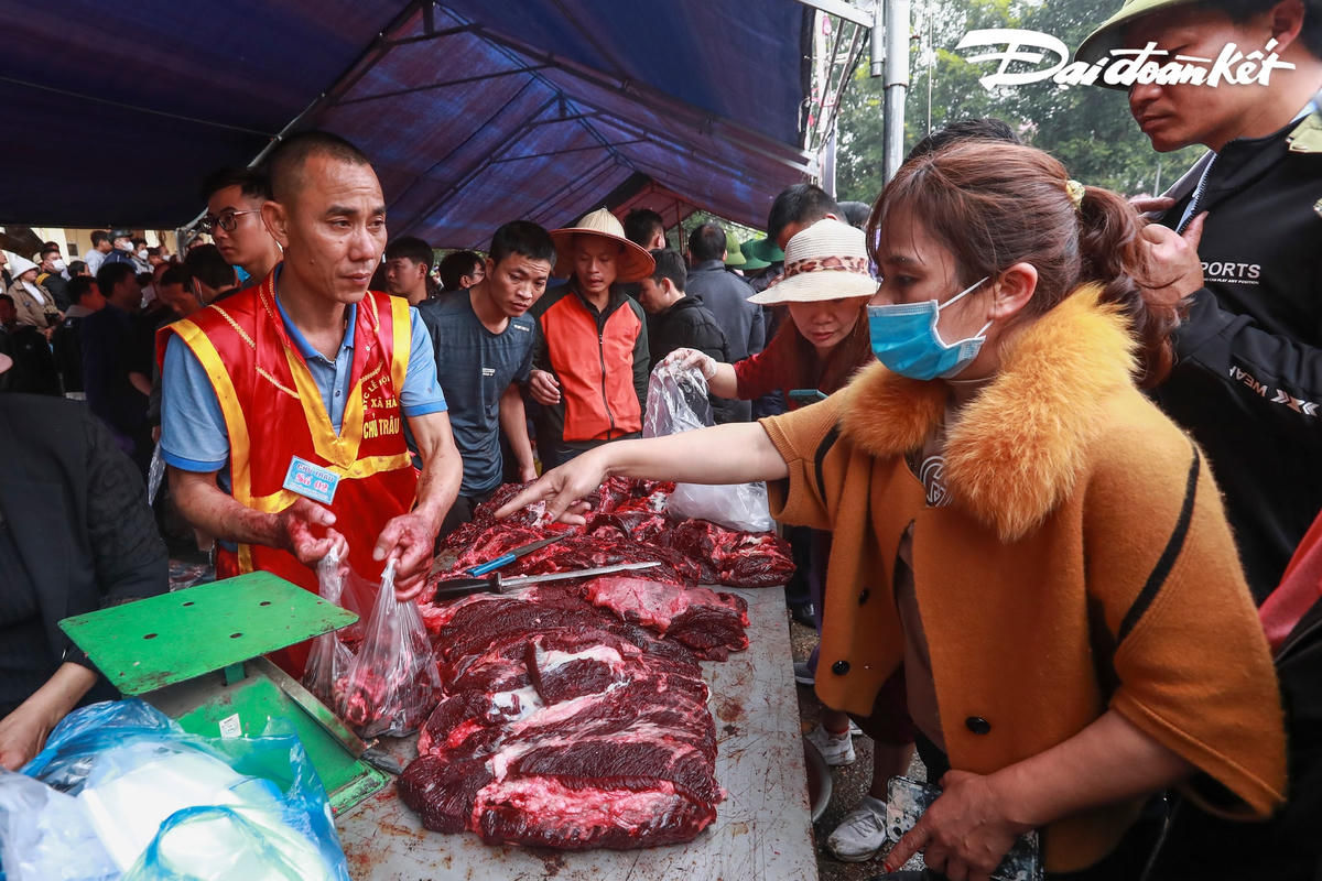 Cũng tại lễ hội này, không một Ông Cầu nào có khả năng vô địch 2 năm liên tiếp vì toàn bộ trâu sau khi chọi đều đem giết thịt theo truyền thống để phục vụ nhu cầu của du khách.