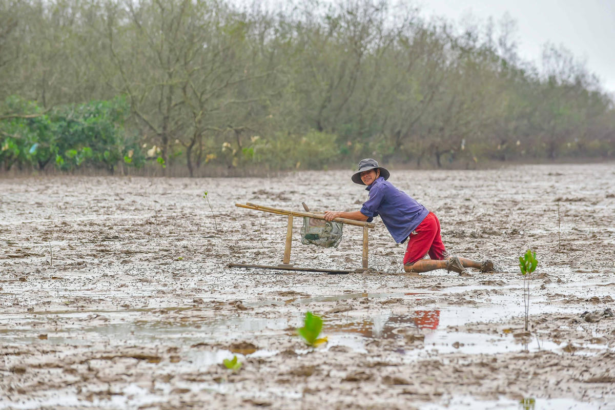 Để thuận tiện di chuyển trên những bãi bồi và trong rừng sú vẹt, nhiều người đã đóng những chiếc xe bằng gỗ có ván trượt, lướt đi trên mặt bùn.