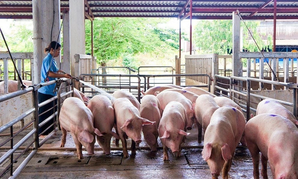 Thời điểm này giá lợn hơi trong cả nước có nhiều biến động.