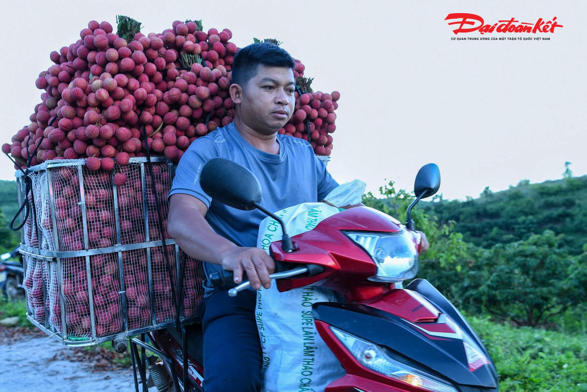 Lục Ngạn (Bắc Giang): Người dân soi đèn thu hoạch vải từ đêm đến sáng