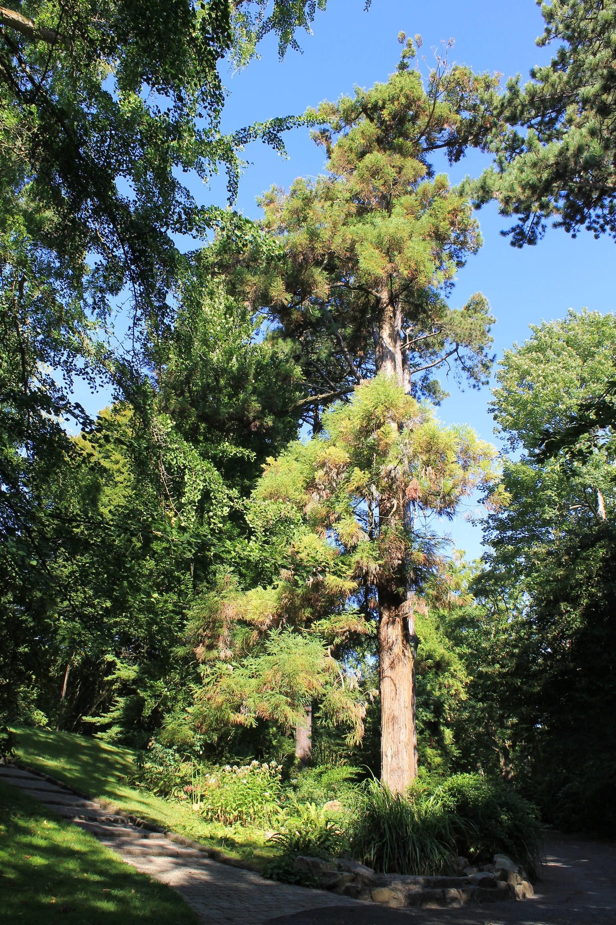 Cây tuyết tùng Nhật Bản có thể sống đến hàng nghìn năm tuổi và lưu trữ lịch sử. Ảnh: Bigthink.
