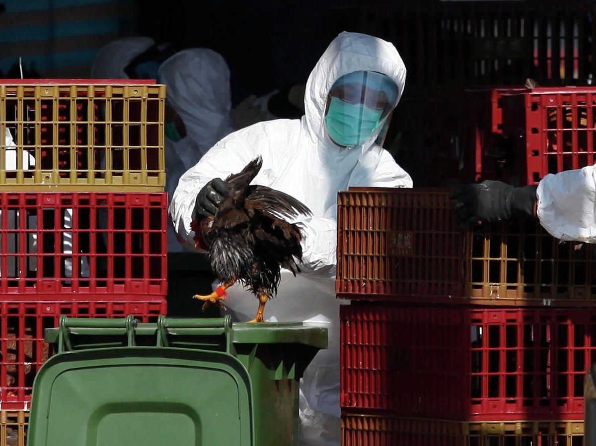 Nhiều quốc gia áp dụng biện pháp tiêu hủy khi gia cầm bị nhiễm virus H5N1. Nguồn: Conservation Without Borders.