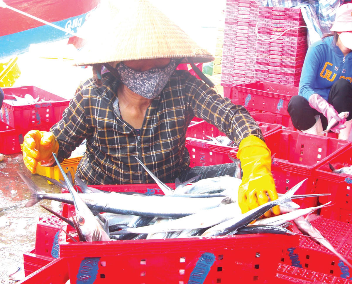 Cá chuồn được cho vào sọt nhựa để đưa đi tiêu thụ.  
