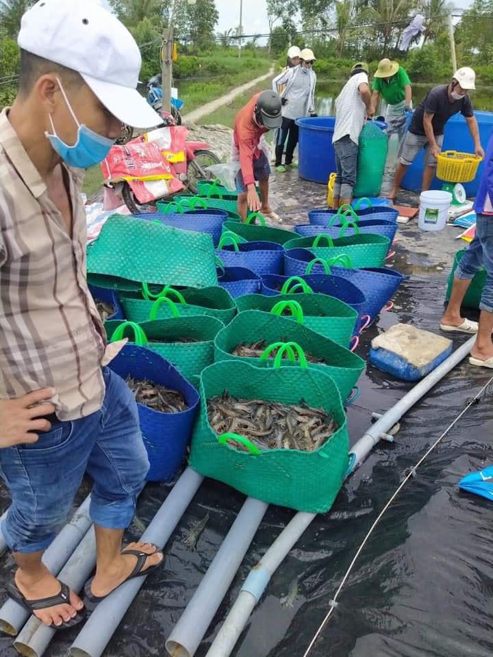 Giá tôm nguyên liệu tăng mạnh khiến người nuôi tôm rất phấn khởi sau thời gian dài phải đối mặt với những khó khăn do dịch bệnh, chi phí nuôi tôm gia tăng.
