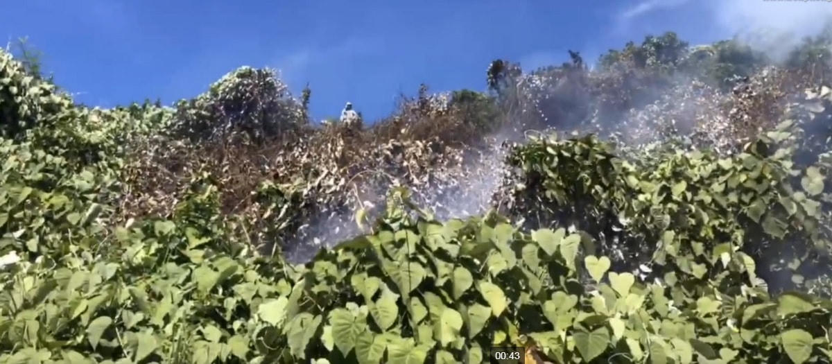 Đà Nẵng: Khoảng 150 người dồn sức chữa cháy rừng Hải Vân