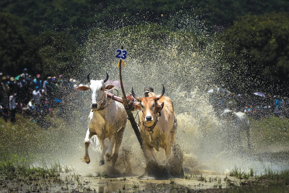 Năm nay cặp bò số 23 của ông Nguyễn Thành Toàn (xã Lương Phi) giành giải nhất của cấp huyện.