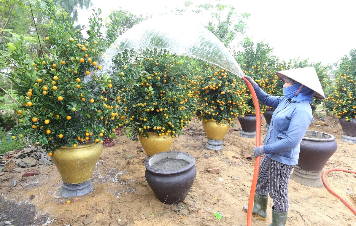 Các chậu quất được người dân tưới nước chăm sóc.