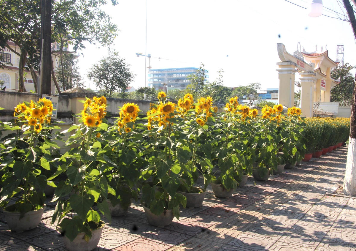 Một điểm bán hoa Tết vắng vẻ khách hàng.