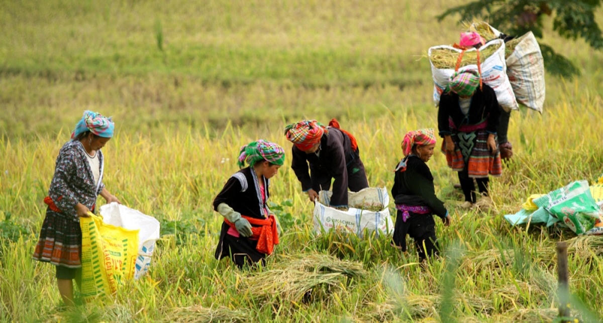 Tỉnh Lai Châu đẩy mạnh phát triển sản xuất, nâng cao đời sống đồng bào các dân tộc thiểu số.