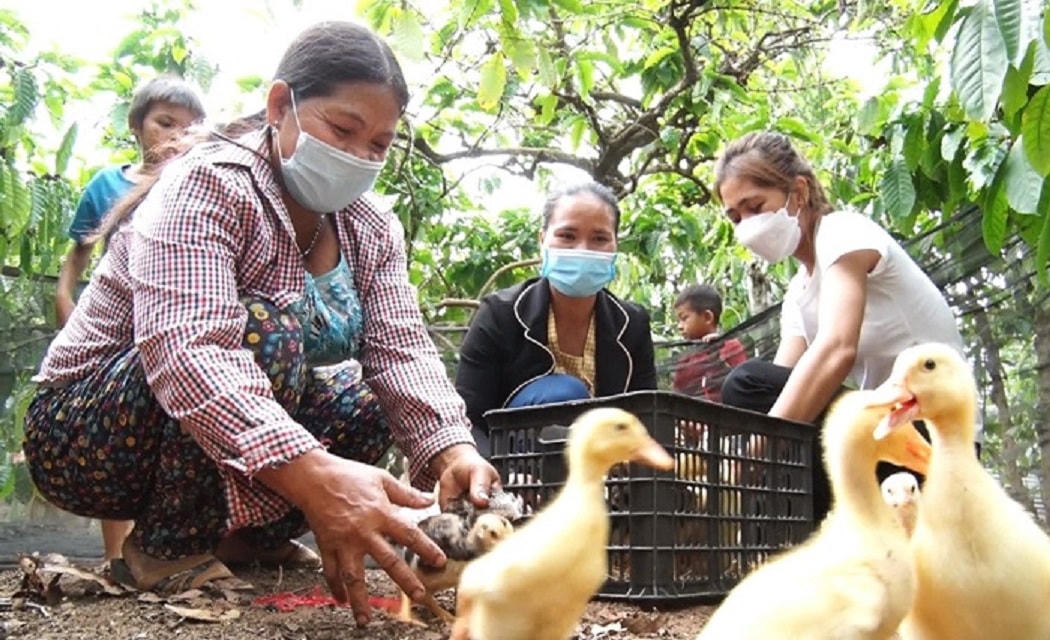 Tỉnh Kon Tum ưu tiên hỗ trợ sinh kế để phát triển kinh tế - xã hội vùng đồng bào dân tộc thiểu số và miền núi.