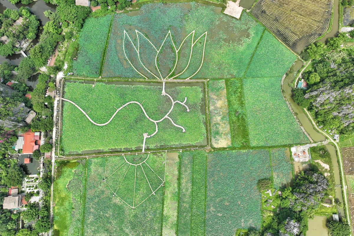 Đầm sen Vân Long có diện tích lên tới 1 ha, hiện sen tại đầm đã nở rộ.