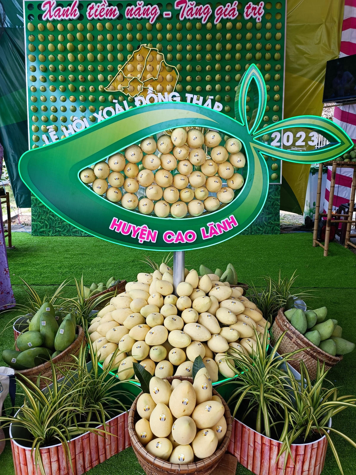 Đồng Tháp là tỉnh có diện tích xoài lớn nhất vùng ĐBSCL với diện tích 11,4 nghìn ha. 