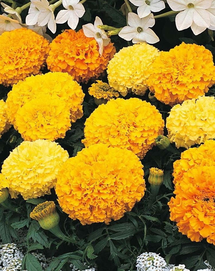 Cúc vạn thọ có thể trồng trong nhà và xua đuổi muỗi nhanh chóng. Ảnh: Pinterest.