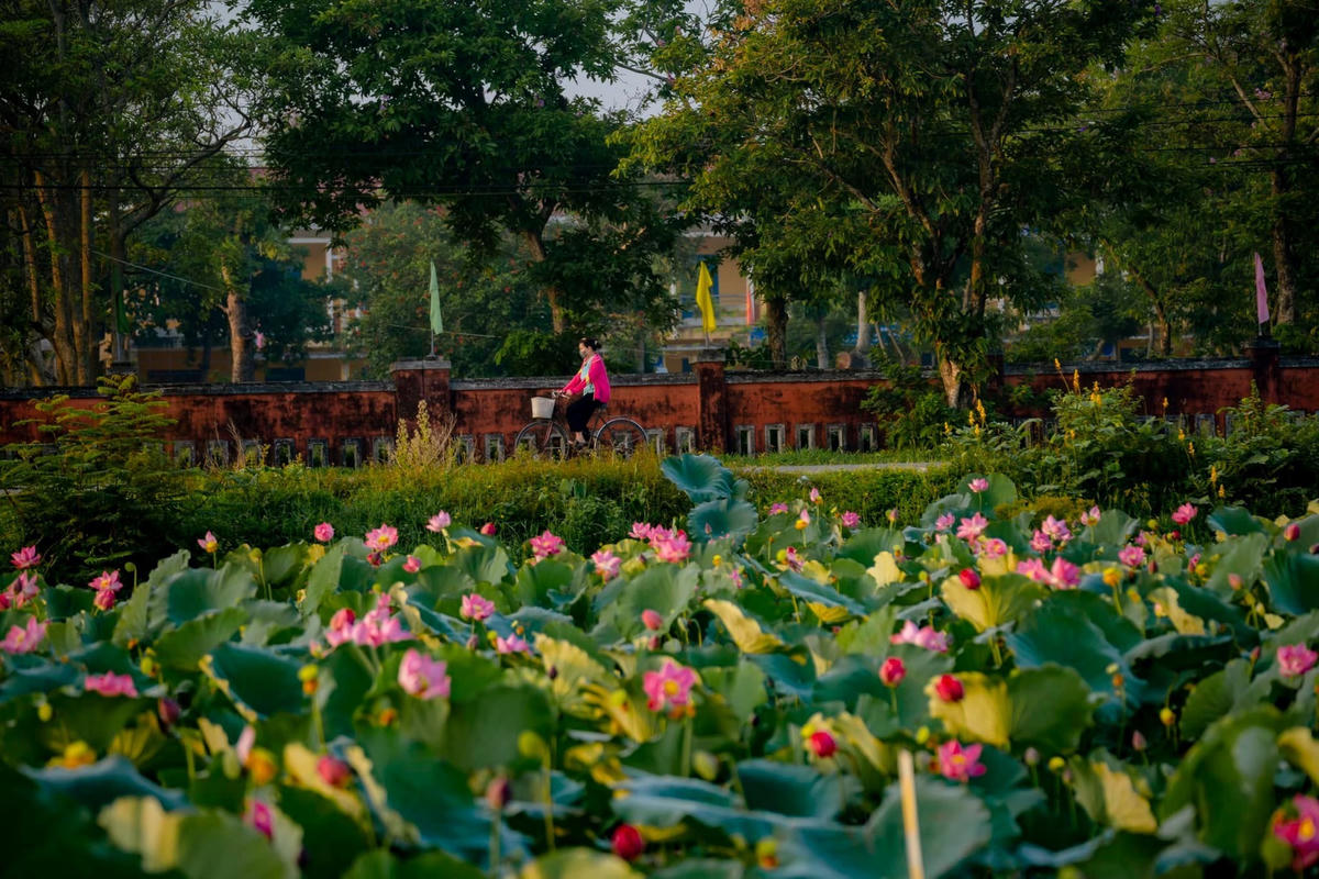 Những ngày này, đi dọc theo con đường bê tông mọi người sẽ được đắm chìm trong một khung cảnh yên bình với hàng nghìn hoa sen thi nhau đua nở.