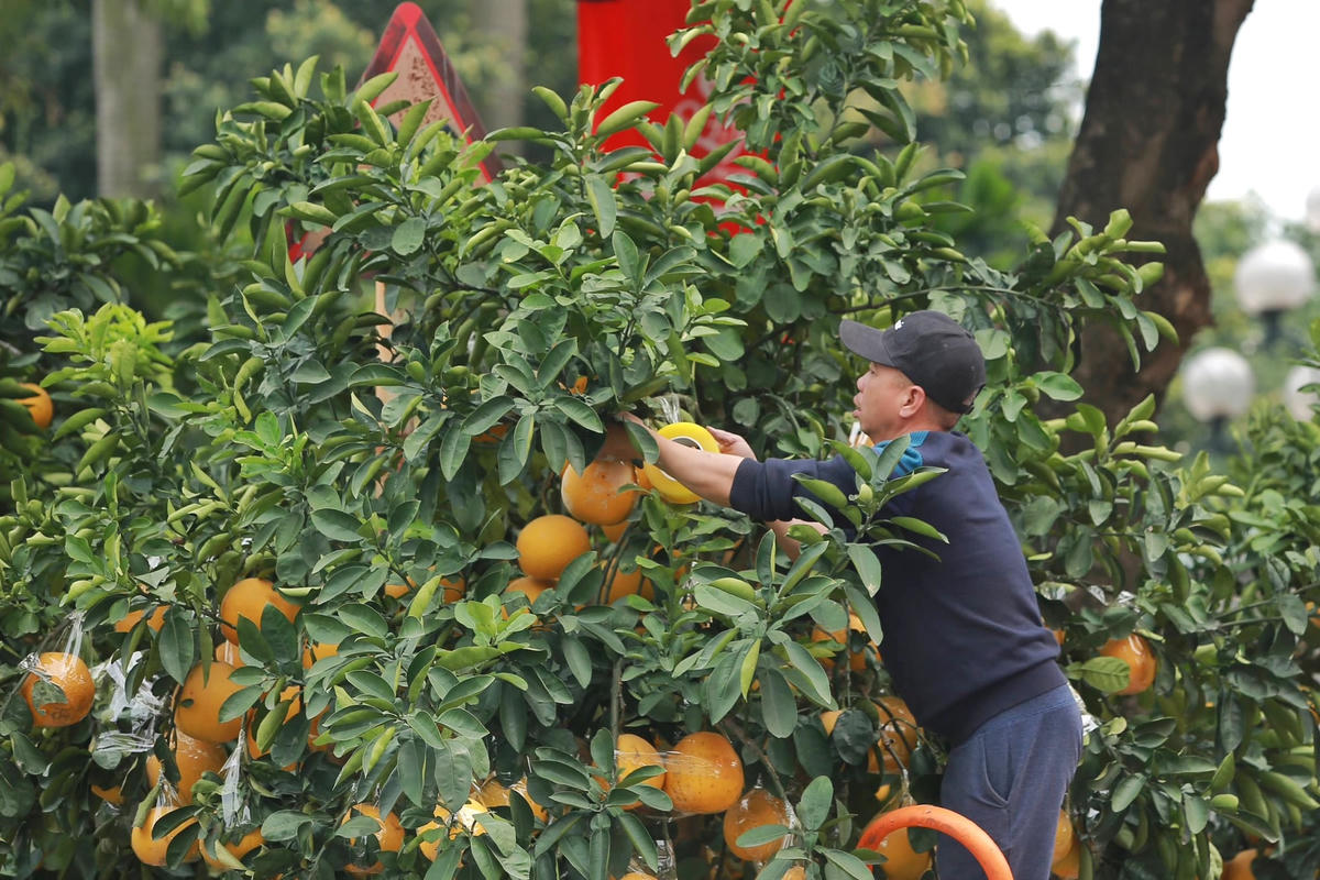 Từng quả bưởi được bọc kỹ lưỡng.