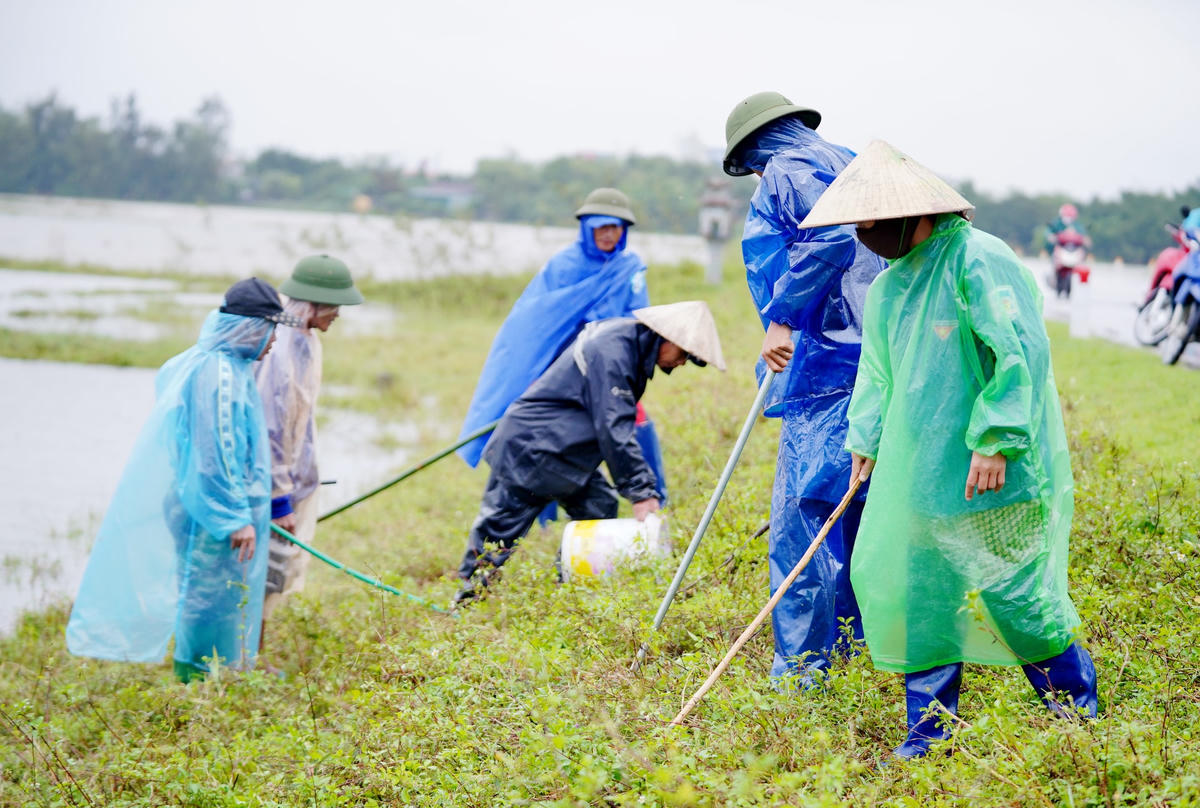 “Nước ngập đồng, chuột không có chỗ ở nên trèo lên trên bờ cao. Cứ tìm xung quanh khu vực bờ đất và một số hang sâu sẽ thấy”, ông Nguyễn Văn Bình (51 tuổi, trú tại thôn Hội An) chia sẻ. Ảnh: Cẩm Kỳ
