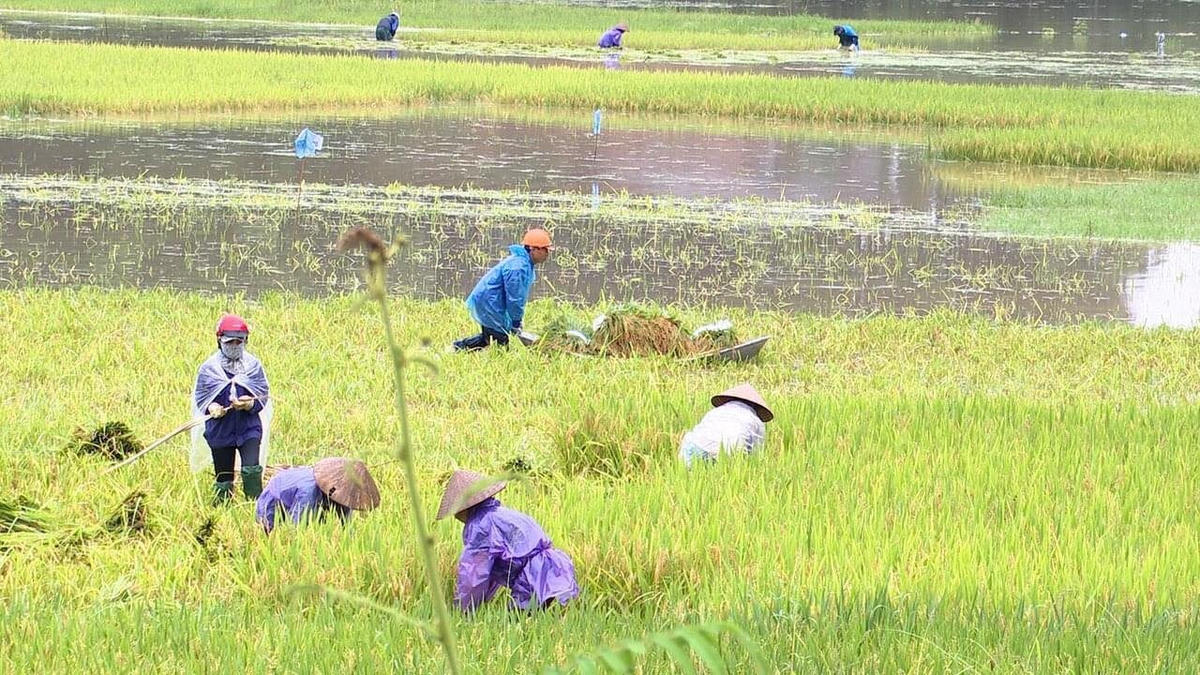 Mưa lớn vào đúng gần dịp thu hoạch lúa...